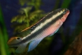 Papagájok sügér (pelvicachromis pulcher)