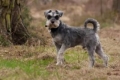 Miniatűr schnauzer