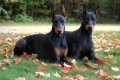 Doberman - a fajta jellemzői, a doberman fajta leírása, gondozás