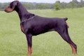 Doberman pinscher