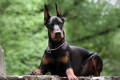 Doberman pinscher: fajtaleírás