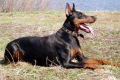 Doberman edzés: az edzés árnyalatai