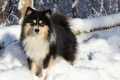 Finn lapphund