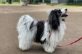 Havanna lapdog vagy havanese