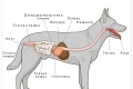 Pancreatitis kutyáknál