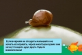 Óriáscsiga achatina fulica