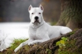 Dogo argentino: a fajta jellemzői