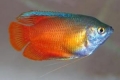 Gourami méz