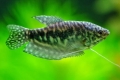 Gourami márvány: karbantartás és gondozás, tenyésztés és kompatibilitás