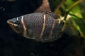 Csokoládé gourami (sphaerichthys osphromenoides)