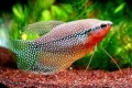 Pearl gourami - karbantartás, tenyésztés és gondozás