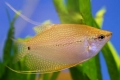 Gourami arany vagy sárga: az akvárium tartalmának jellemzői