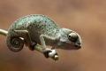 A chameleon a legjobb korrektor