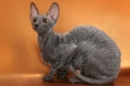 A cornish rex macskák fajtájának természete, jellemzői és tartási feltételei