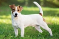 A jack russell terrier fajta eredettörténete és leírása