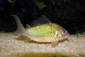 Smaragd brochis (corydoras splendens)