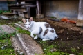 Japán bobtail