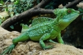 Vízen futó gyík - baziliszkusz sisak (basiliscus plumifrons)