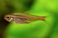 Erythrozonus vagy tetra szentjánosbogár (hemigrammus erythrozonus)