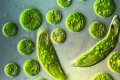 Euglena green: élőhelyek, szerkezeti jellemzők és szaporodás