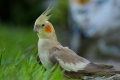 Hogyan énekel egy papagáj hím corella - a hangok jellemzői