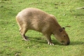 Capybara otthon: érdekes tények, milyen állat