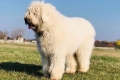 Komondor vagy magyar juhászkutya