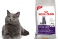 Royal canin macskáknak vélemények