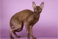 Cornish rex