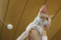 Cornish rex: fajtaleírás, gondozás és karbantartás