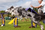 Agility kutyáknak: mi ez??