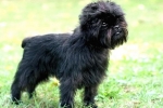 Affenpinscher