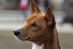 Basenji afrikai ugató kutya