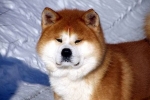 Akita inu: fajtaleírás