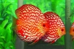 Akváriumi halak discus