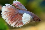 Akváriumi halkakas (betta splendens)