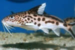 Synodontis harcsa akváriumi halak