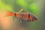 Scarlet barb (pethia padamya)