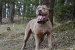 Amerikai bandog