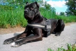 Amerikai bandog