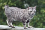 Amerikai bobtail