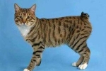 Amerikai bobtail