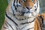 Amuri tigris (latin panthera tigris altaica)