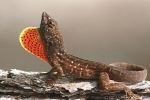 Barna anolis (anolis sagrei)