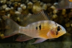 Apistogram bolíviai pillangó (mikrogeophagus altispinosus)