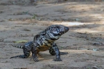 Argentin tegu