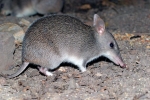 Bandicoot vagy erszényes borz