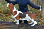 Basset hound: fajtaleírás, gondozási jellemzők