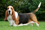 Basset hound: fajtaleírás