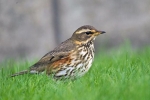 Belobrovik (lat. Turdus iliacus)